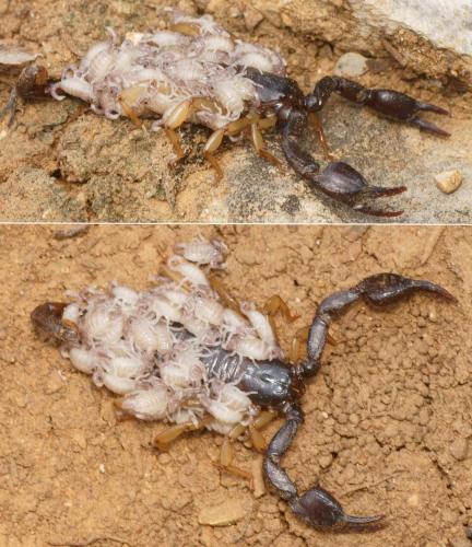 Euscorpius sp.